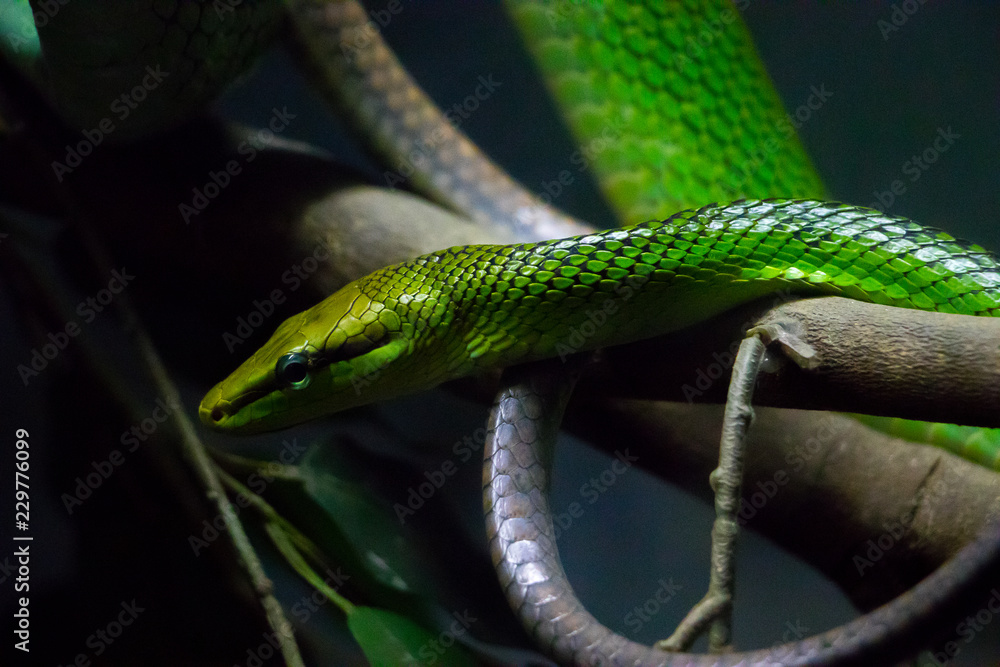 Red Tailed Green Ratsnake (Gonyosoma oxycephalum) found in Southeast Asia. Red Tailed Green Ratsnake (Gonyosoma oxycephalum) found in Southeast Asia.