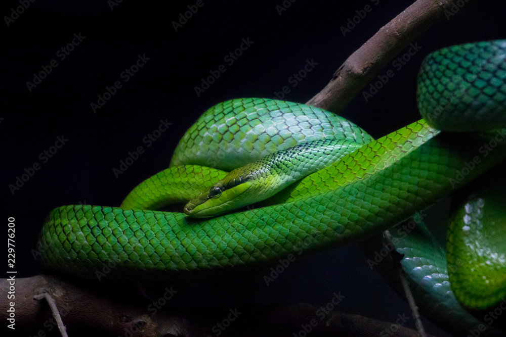 Fototapeta premium Red Tailed Green Ratsnake (Gonyosoma oxycephalum) found in Southeast Asia.