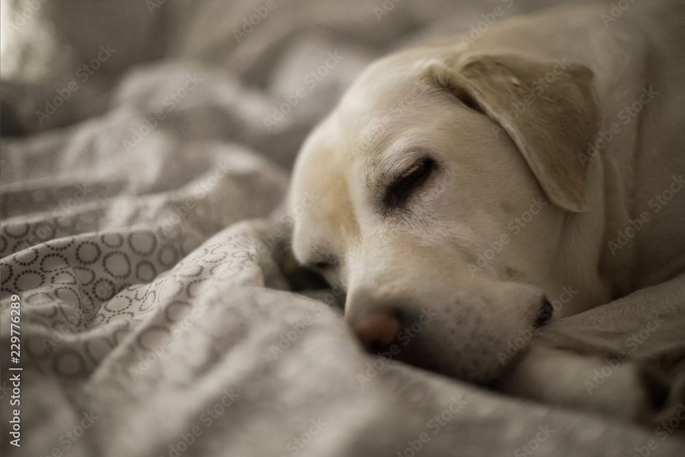 dog sleep on a white blanket