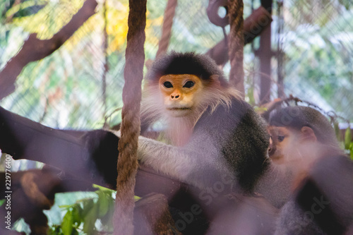 Red-shanked Douc relaxing on the tree in zoo. (Pygathrix nemaeus) photo