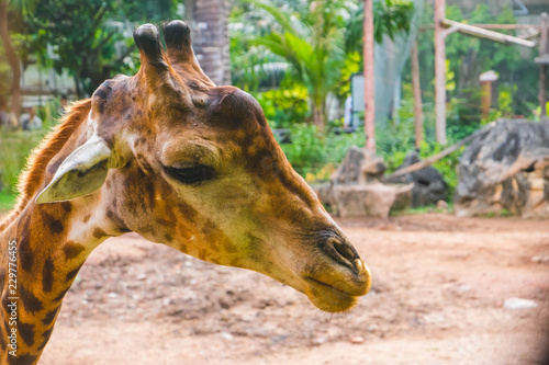 Close-up of a giraffe head in zoo Thailand.