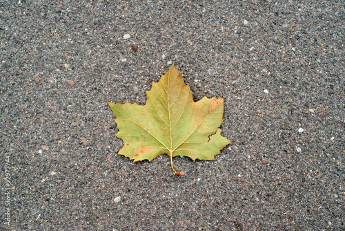 Leaf on the ground