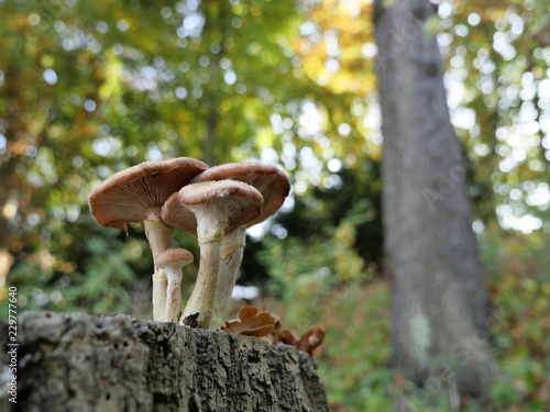 small group of mushrooms on a tree stump against a colorful background