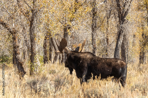 Fototapeta Naklejka Na Ścianę i Meble -  Bull Shiras Moose in Autumn in Wyoming