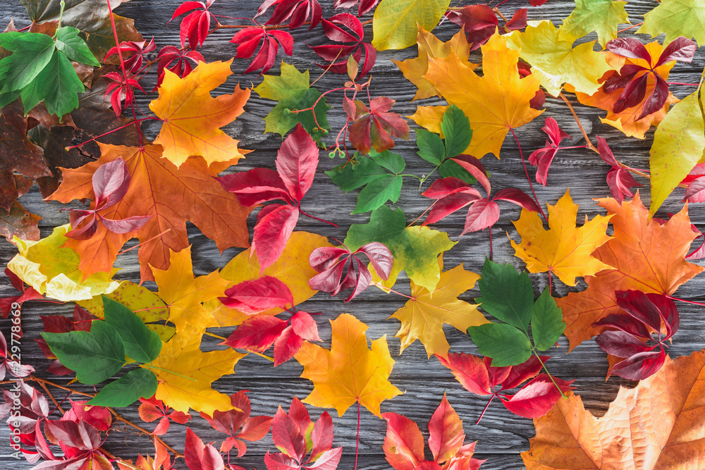top view of scattered colored autumnal maple leaves on wooden surface