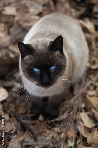 Photography portrait of fluffy cat