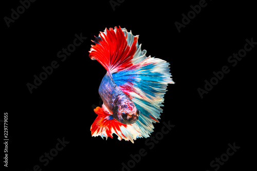 Bild auf Leinwand The moving moment beautiful of siamese betta fish or splendens fighting fish in thailand on black background