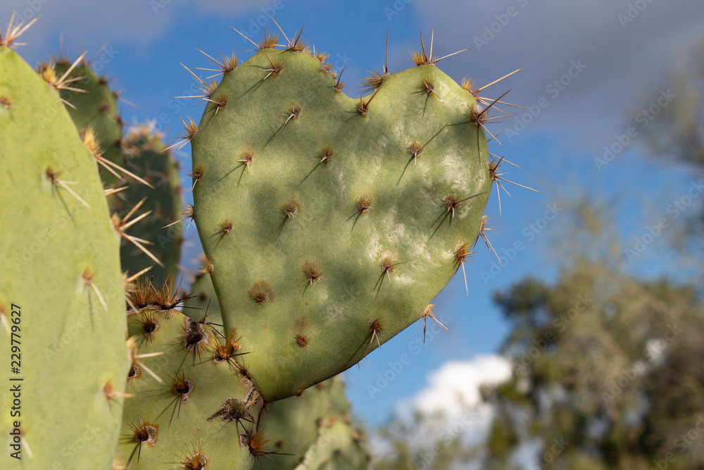 Heart shaped prickly pear cactus pad with gray and white clouds in a blue sky. Heart shaped prickly pear cactus pad with gray and white clouds in a blue sky.