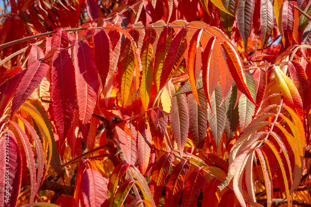 Autumn colors of the Rhus typhina (Staghorn sumac, Anacardiaceae). Red, orange, yellow and green leaves of sumac. Natural texture pattern background.
