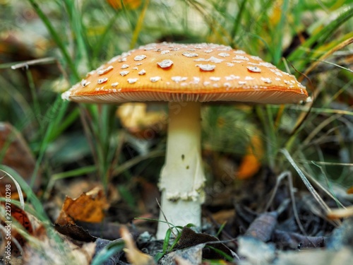 Polonne / Ukraine - 6 October 2018: A lovely Close up shot of a beautiful natural perfect red mushroom with white dots (or fly agaric) with a round hat in the forest, typical for autumn atmosphere. © Nazar