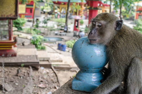 Resting macaque in temple