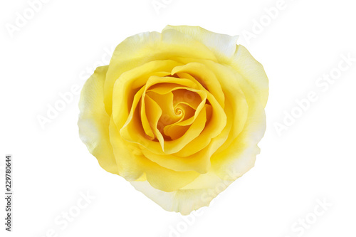 Yellow Rose Flower Isolated on White Background