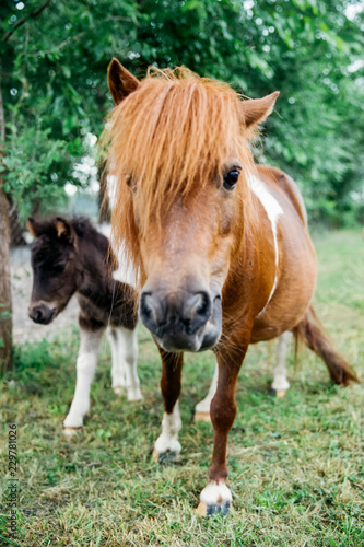 Pony horses on the farm © BGStock72