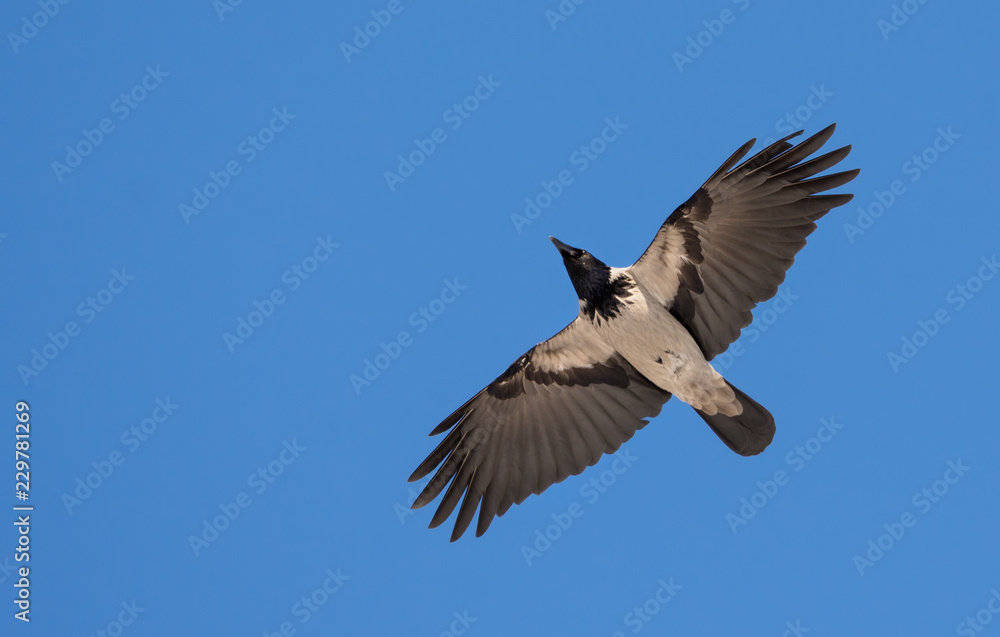 Fototapeta premium Hooded Crow flies in blue sky with stretched wings 