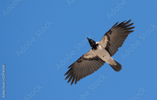 Hooded Crow flies in blue sky with stretched wings  photo