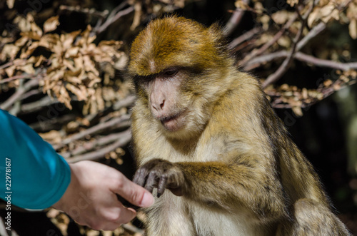 Barbary ape taking food