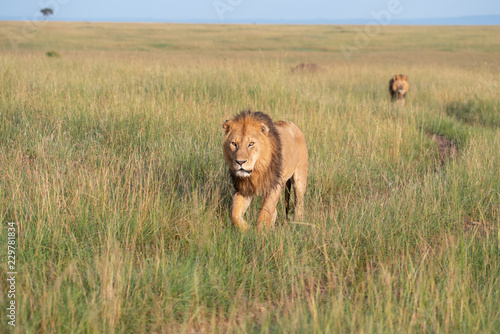 Fototapeta Naklejka Na Ścianę i Meble -  Two lions walking through the savannah