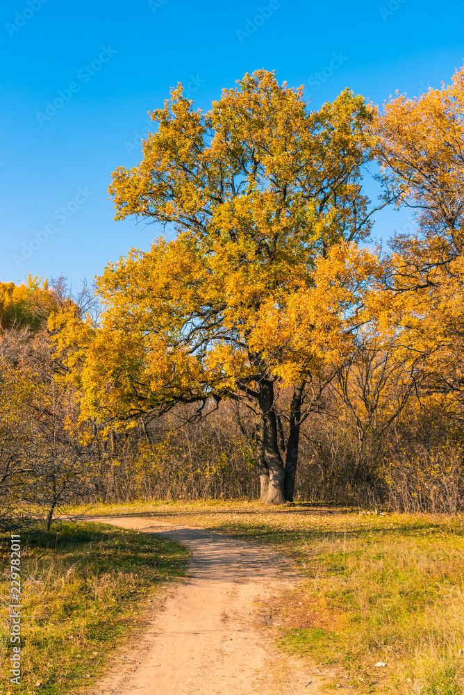 Autumn Landscape - Oak with beautiful golden leaves at the forest path