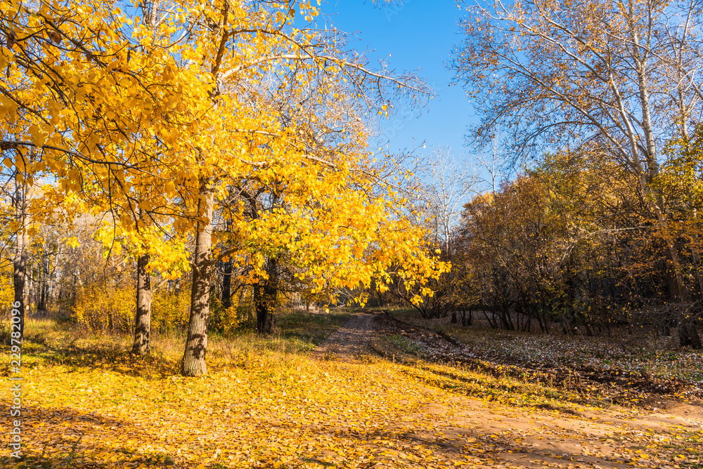 Autumn landscape - sun and trees with golden leaves Autumn landscape - sun and trees with golden leaves