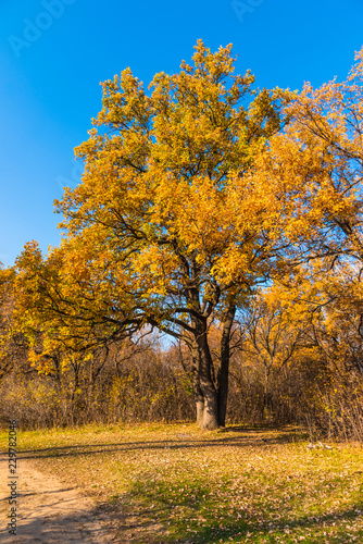 Autumn Landscape - Oak with beautiful golden leaves at the forest path