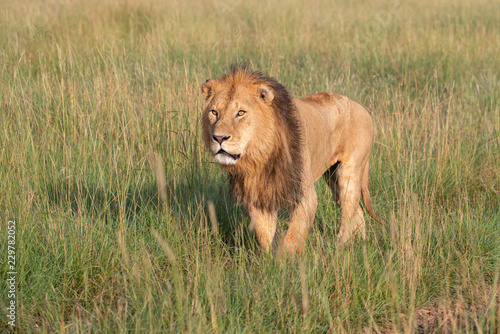 Fototapeta Naklejka Na Ścianę i Meble -  Lion walking through savannah