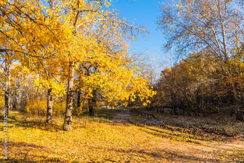 Autumn landscape - sun and trees with golden leaves