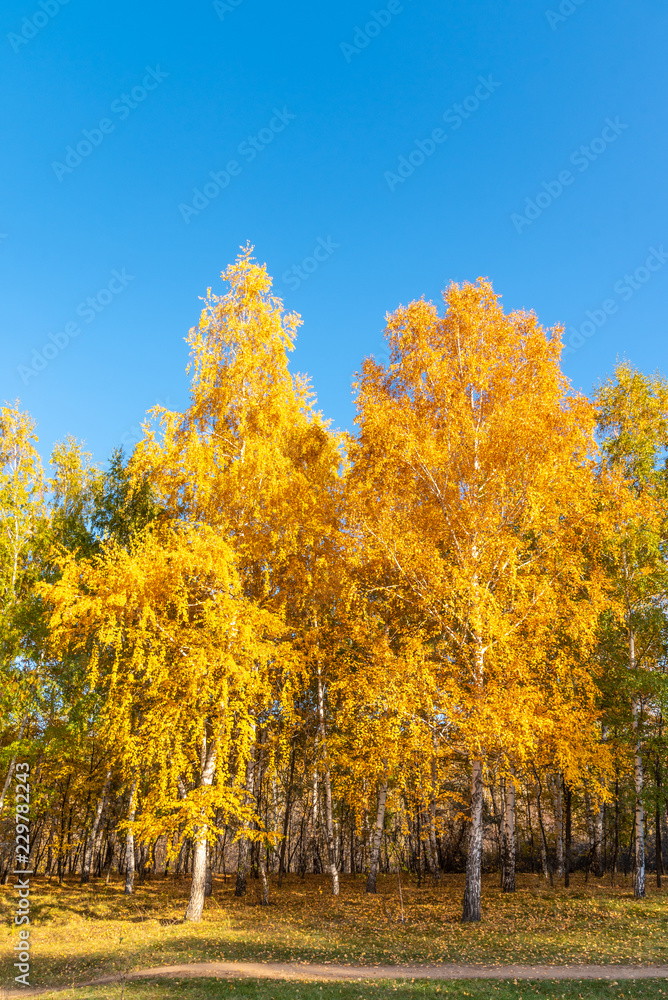 Autumn landscape - Beautiful birch grove on a sunny day