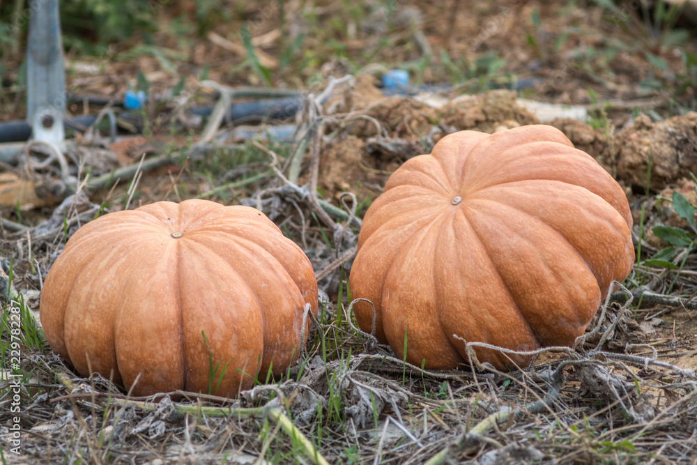 couple of orange pumpkin in the garden ready for halloween