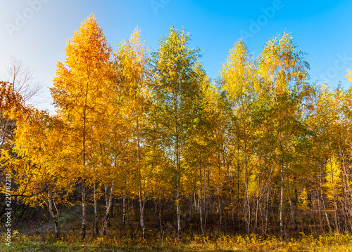 Autumn landscape - Beautiful birch grove on a sunny day