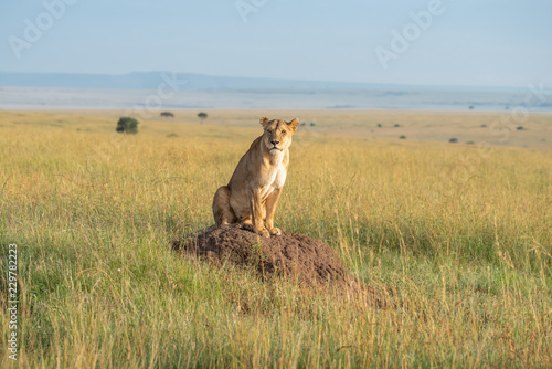 Fototapeta Naklejka Na Ścianę i Meble -  Lioness on a hill