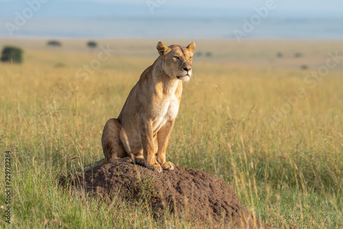 Fototapeta Naklejka Na Ścianę i Meble -  Lioness on a hill