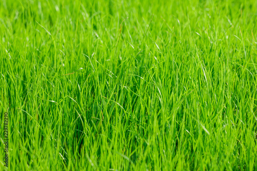 Green grass. Plants. Blur background