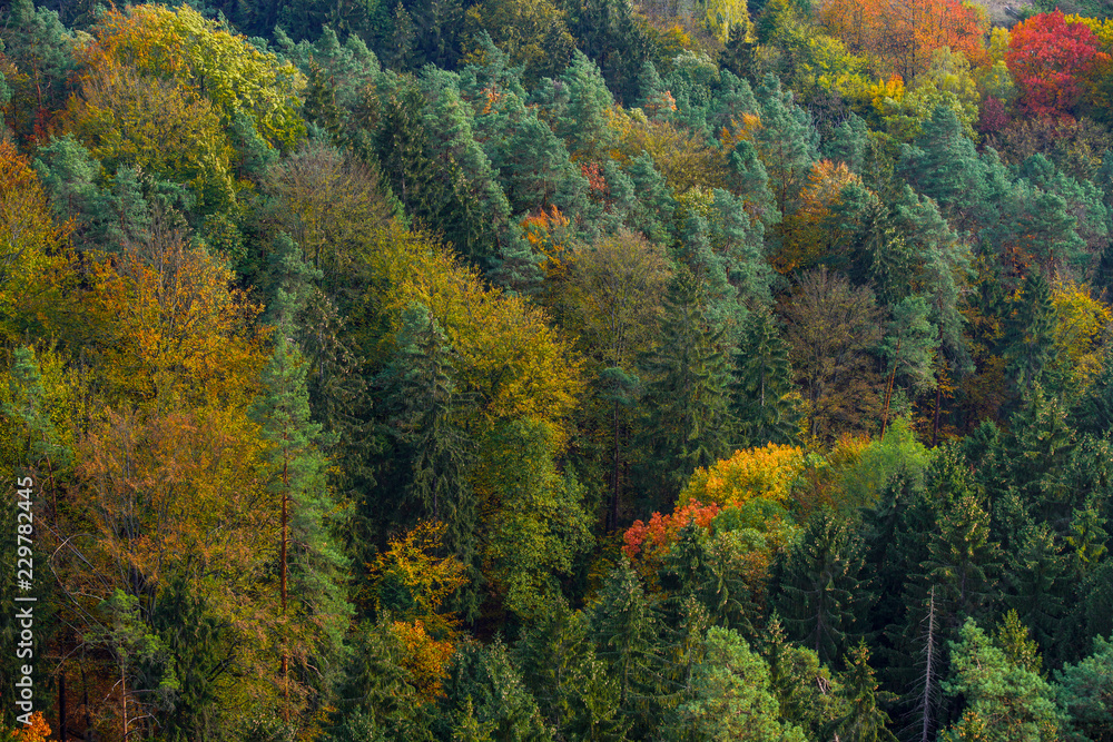 Mischwald im Elbsandsteingebirge von oben fotografiert Mischwald im Elbsandsteingebirge von oben fotografiert