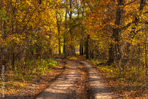 Dirt road in the forest in late autumn
