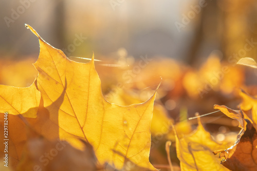 Tableau sur toile Golden autumn