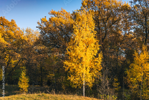Birch with golden leaves on the background of the autumn forest
