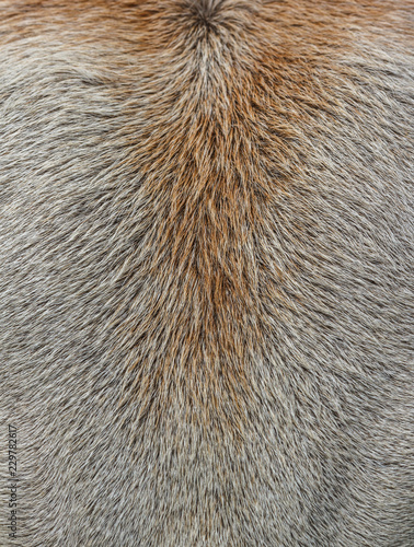 Cow hair close wool background