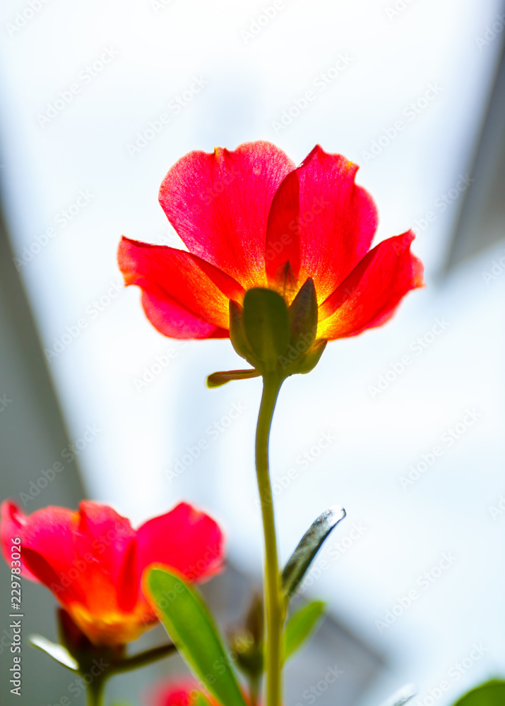 Obraz premium Flower Portulaca oleracea