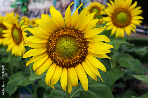 field of sunflowers