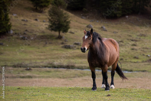 Horse in the autumn Dolomites, in Italy, Misurina