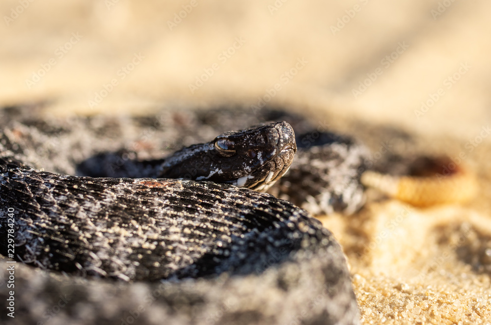 Fototapeta premium Rattlesnake