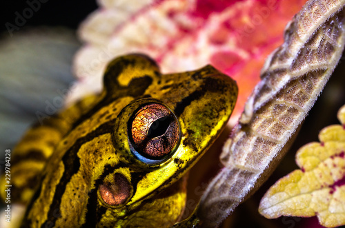 Tree frog