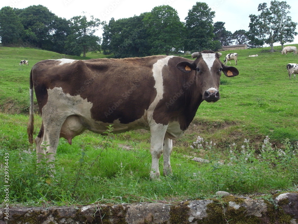 Vaca lechera pastando en Cantabria Vaca lechera pastando en Cantabria