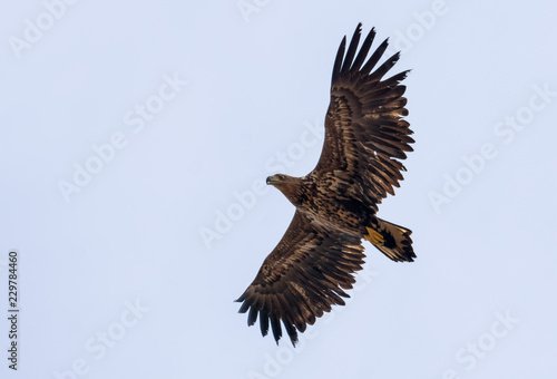 Side view of immature White-tailed eagle as he flies while soaring in sky with wide stretched wings photo