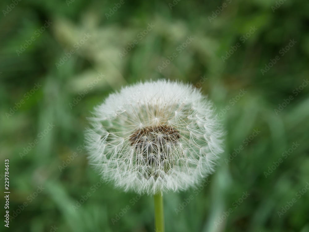 Polonne / Ukraine - 12 October 2018: Dandelion on a green background Polonne / Ukraine - 12 October 2018: Dandelion on a green background