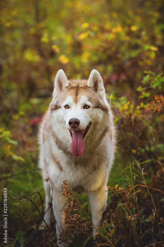 Portrait of adorable Siberian Husky dog standing in the bright enchanting fall forest