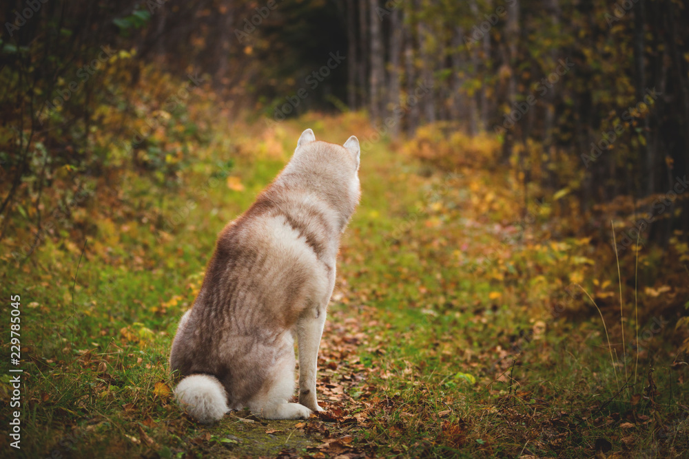 Fototapeta premium Portrait of gorgeous siberian Husky dog sitting back to the camera in the bright autumn forest at sunset