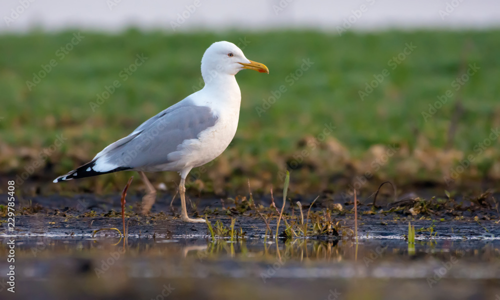European herring gull  walks on damp soil near a field pool in search of food