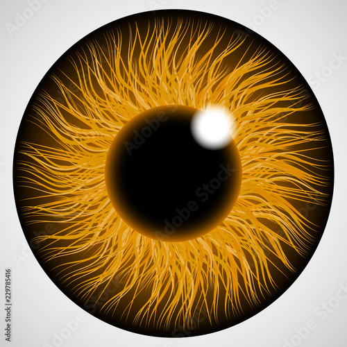 Iris of the human eye. Isolated on light background.