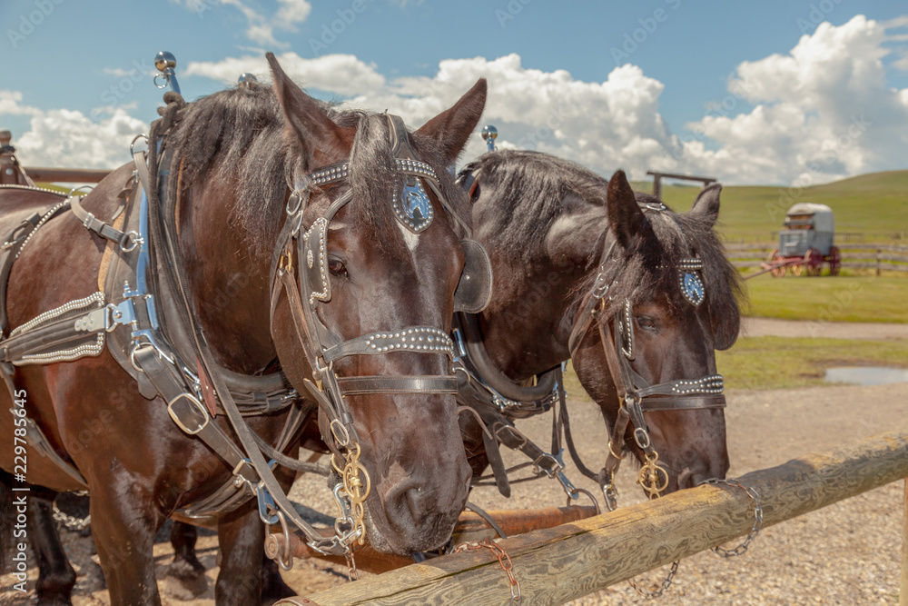 Brown Percheron headshot in a ranch in summer Brown Percheron headshot in a ranch in summer
